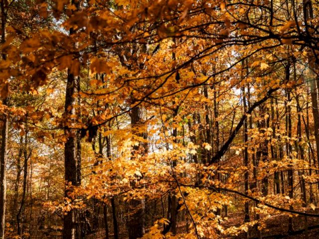 Autumn forest with orange and brown leaves, tall trees, and sunlight filtering through the foliage, creating a warm, cozy woodland scene.