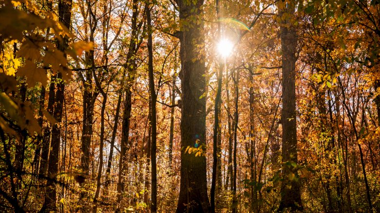 A sunlit autumn forest with tall trees, golden leaves, and dappled light filtering through the woods, creating a warm, tranquil scene.