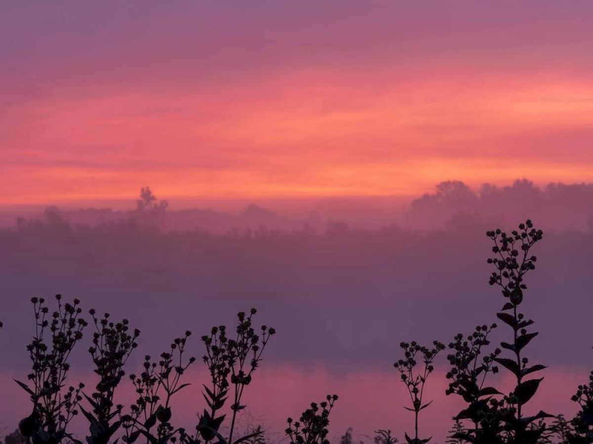 A serene landscape at sunset, with silhouettes of plants in the foreground and a colorful sky transitioning from pink to orange.