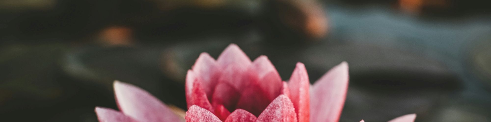 A vibrant pink lotus flower in focus, set against a dark, blurred background of water and lily pads, creating a serene and calming scene.
